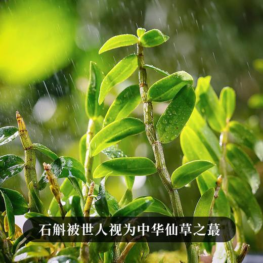 【双12年终好物】【班章石斛】古寨春自主研发产品云南普洱茶云南铁皮石斛的邂逅 357g/饼 5饼/提 20饼/件 商品图1