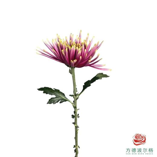 小菊-克瑞斯 商品图1