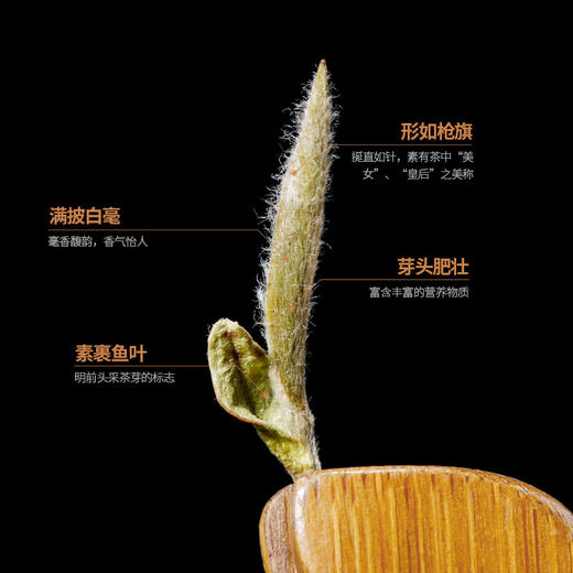 【幽幽茶香福气满满！福鼎白茶】白毫银针福建鼎白茶太姥山新茶散茶明前茶叶头采银针芽罐装 商品图1