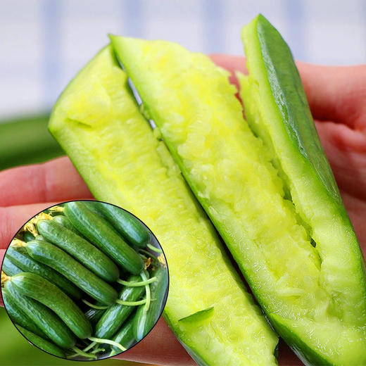 【健康营养丰富！新鲜水果黄瓜】脆嫩爽口现摘现发5斤/1斤 生吃应季蔬菜 青黄瓜生吃蔬菜小黄瓜 商品图4
