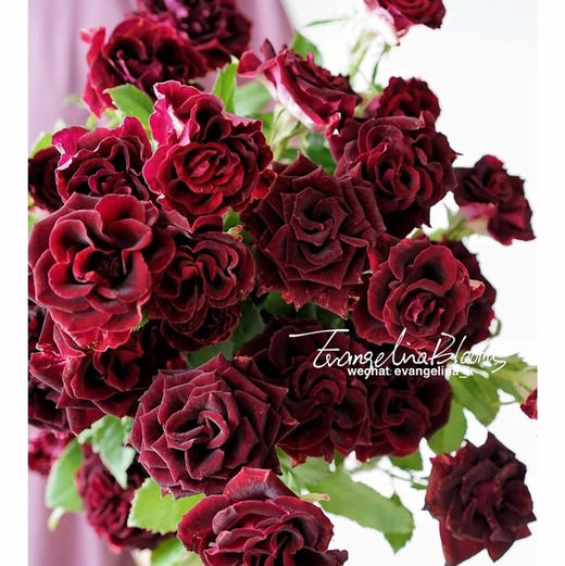 多头玫瑰-小黑人10枝/扎 商品图0