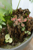 莲花蕨 商品缩略图1