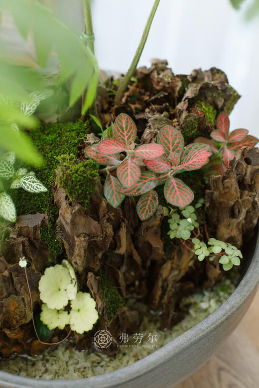 莲花蕨 商品图1