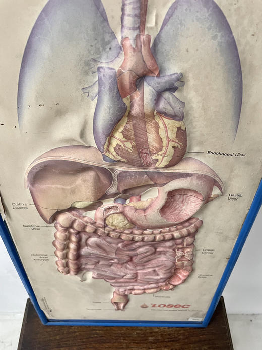美国中古立体人体教学画 商品图1