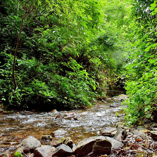 【大谷仓】2023年头春头采隐匿深山的王者大谷仓古树茶 云南易武普洱茶生茶357g饼茶 拍5发6  拍20发25 商品图7