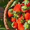 顺丰空运—攀枝花•露天冬草莓【有礼盒装】 商品缩略图0