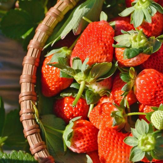 顺丰空运—攀枝花•露天冬草莓【有礼盒装】 商品图0