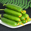 【健康营养丰富！新鲜水果黄瓜】脆嫩爽口现摘现发5斤/1斤 生吃应季蔬菜 青黄瓜生吃蔬菜小黄瓜 商品缩略图2