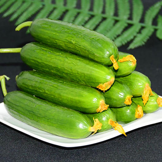 【健康营养丰富！新鲜水果黄瓜】脆嫩爽口现摘现发5斤/1斤 生吃应季蔬菜 青黄瓜生吃蔬菜小黄瓜 商品图2