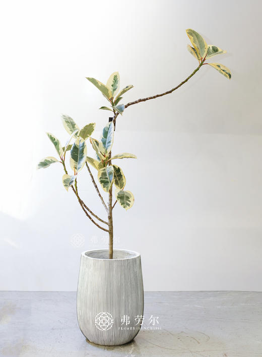 花金刚 商品图0