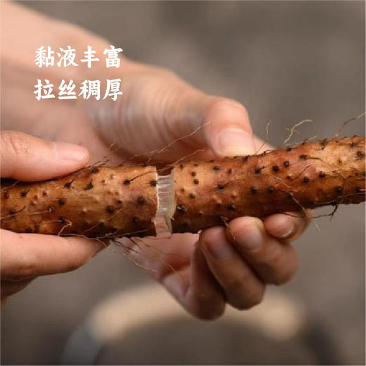 【同行精选】温县红垆土铁棍山药  坚持8不用种植 健康安心  质地绵密 清甜可口  稚嫩脾胃保护神 商品图1
