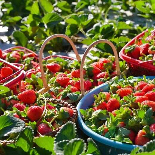 顺丰空运—攀枝花•露天冬草莓【有礼盒装】 商品图6