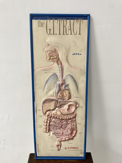 美国中古立体人体教学画 商品图0
