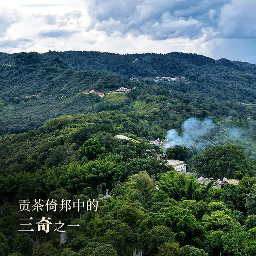 【新品发售】【猫耳朵单株】2023年头春头采茶中精灵“猫耳朵”云南仅有0.01％的茶种 全球限量180饼 拍5发6赠相框礼盒1个 商品图1