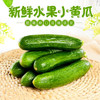 【健康营养丰富！新鲜水果黄瓜】脆嫩爽口现摘现发5斤/1斤 生吃应季蔬菜 青黄瓜生吃蔬菜小黄瓜 商品缩略图0