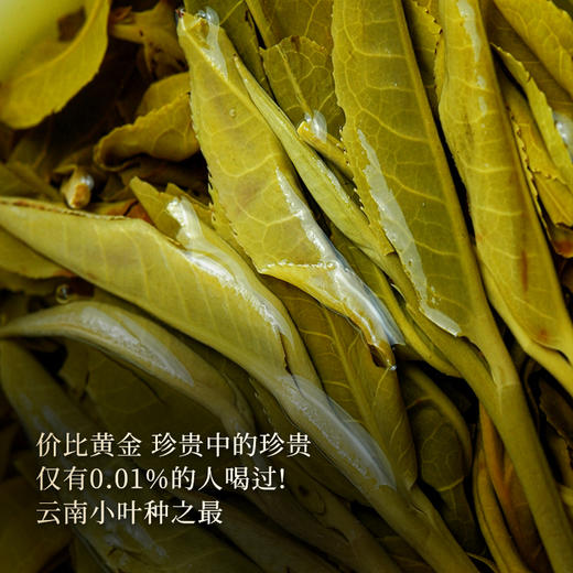 【新品发售】【猫耳朵单株】2023年头春头采茶中精灵“猫耳朵”云南仅有0.01％的茶种 全球限量180饼 拍5发6赠相框礼盒1个 商品图3