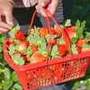 顺丰空运—攀枝花•露天冬草莓【有礼盒装】 商品缩略图7