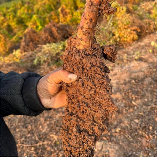 【同行精选】温县红垆土铁棍山药  坚持8不用种植 健康安心  质地绵密 清甜可口  稚嫩脾胃保护神 商品图6