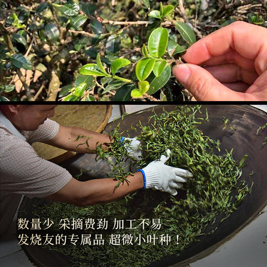 【新品发售】【猫耳朵单株】2023年头春头采茶中精灵“猫耳朵”云南仅有0.01％的茶种 全球限量180饼 拍5发6赠相框礼盒1个 商品图2