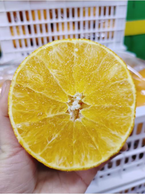 红美人果冻橙一箱（补单） 商品图2