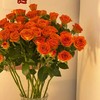 花友专享 | 多头玫瑰-橙色芭比 10枝（30朵+） 商品缩略图2