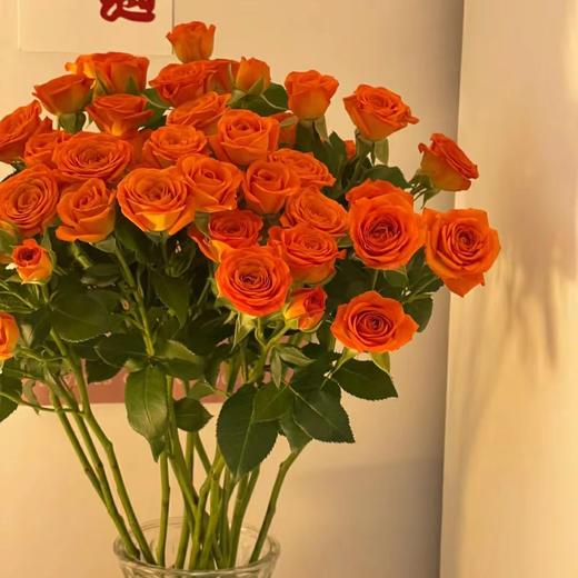 花友专享 | 多头玫瑰-橙色芭比 10枝（30朵+） 商品图2