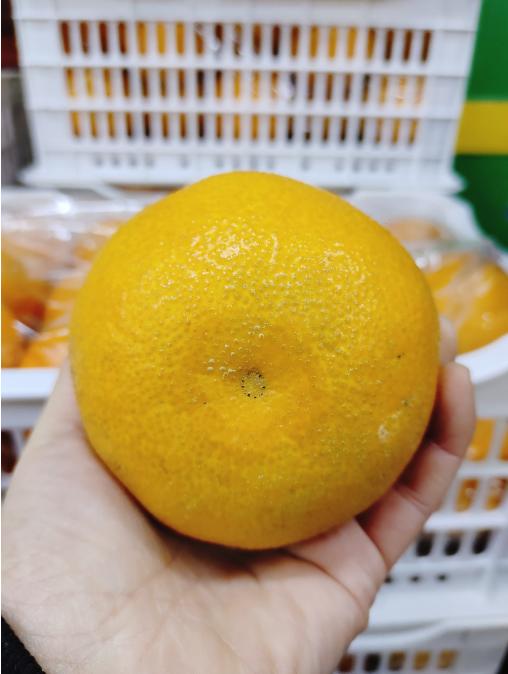 红美人果冻橙一箱（补单） 商品图1