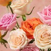 群友专享 | 彩虹色玫瑰（40cm） 10枝 商品缩略图1