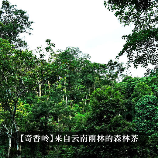 【奇香岭】2023年头春头采易武森林茶普洱茶生茶 香气迷人越陈越“香”200g/饼 拍5发6 商品图7