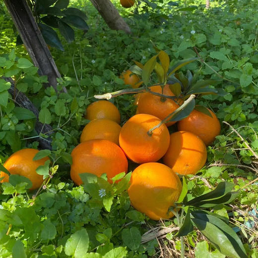 绿色食品认证【老树脐橙】 老品种 老好吃 连续5届获得金奖 长足280天成熟开始采摘 甜度高 汁水丰沛 商品图7