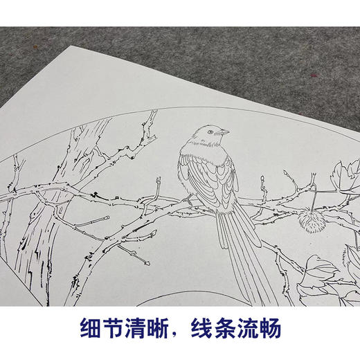 【大彩图】张建军工笔画白描底稿扇面小品绶带鸟临摹勾线花鸟线稿A344 商品图4