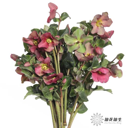 配花 | 兔葵红色 商品图4