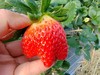 草莓（买2送1，多1盒备损） 商品缩略图8