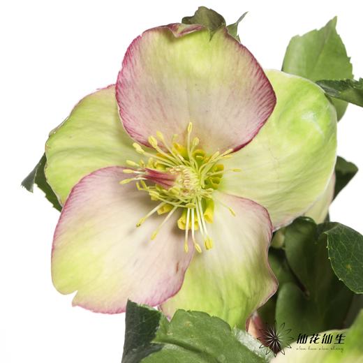 配花 | 兔葵粉色 商品图2