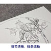 【大彩图】张建军工笔画白描底稿扇面小品临摹勾线花鸟线稿A342 商品缩略图4