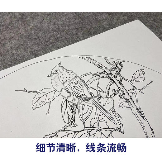 【大彩图】张建军工笔画白描底稿扇面小品临摹勾线花鸟线稿A342 商品图4