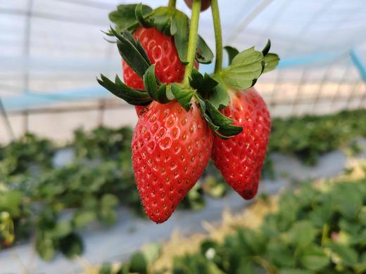 草莓（买2送1，多1盒备损） 商品图4