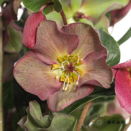 配花 | 兔葵红色 商品图3