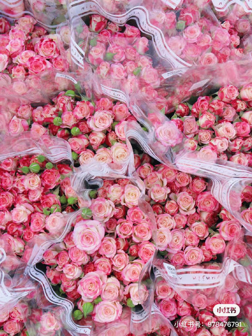 多头玫折射 商品图1