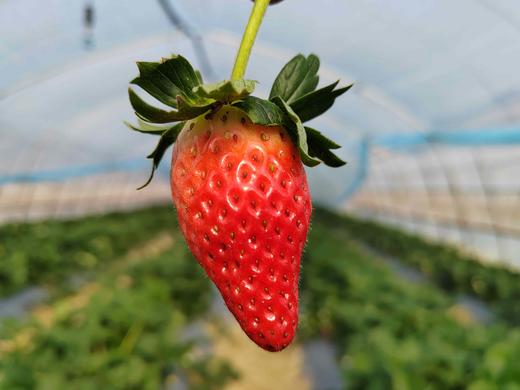 草莓（买2送1，多1盒备损） 商品图10