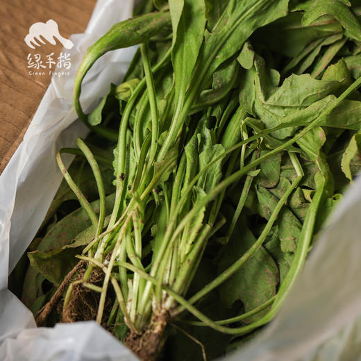 生态荠菜 | 合作生产*Ecological shepherd's purse | Coproduction 商品图5