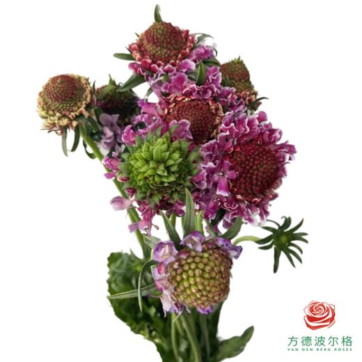 松虫草 棉花糖 商品图1