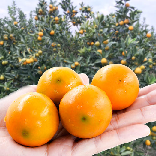 【广西·融安】滑皮金桔 脆皮金桔 融安翠蜜柑橘 当季水果新鲜橘子 商品图4