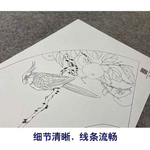 【大彩图】张建军工笔画白描底稿扇面小品《柿子》鹦鹉临摹勾线花鸟线稿A349 商品图4