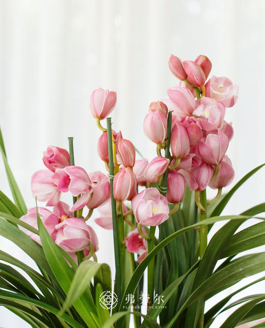 JT蕙兰仙女3 商品图1