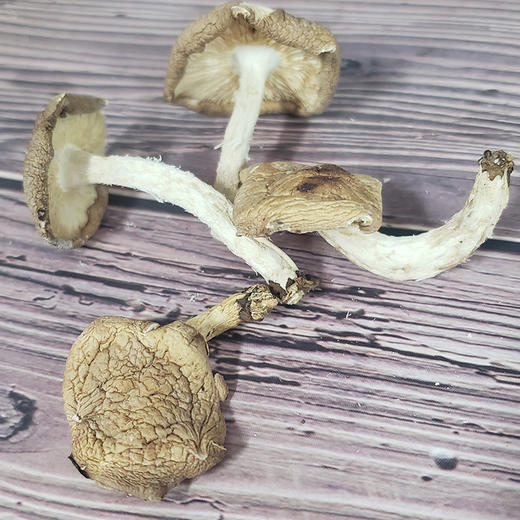 【贵州帮扶】丰收年 马桑菌 150g 商品图4