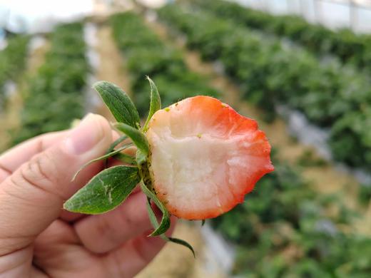 草莓（买2送1，多1盒备损） 商品图14