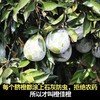 【包邮】赣南脐橙 内网火爆数年的老陈家橙子 香甜爽口爆汁 甜度13.5-16 石灰浆防虫防晒增香 商品缩略图3