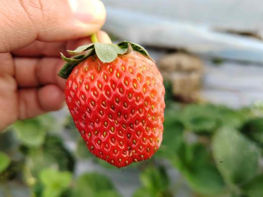 草莓（买2送1，多1盒备损） 商品图11