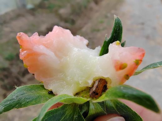 草莓（买2送1，多1盒备损） 商品图13